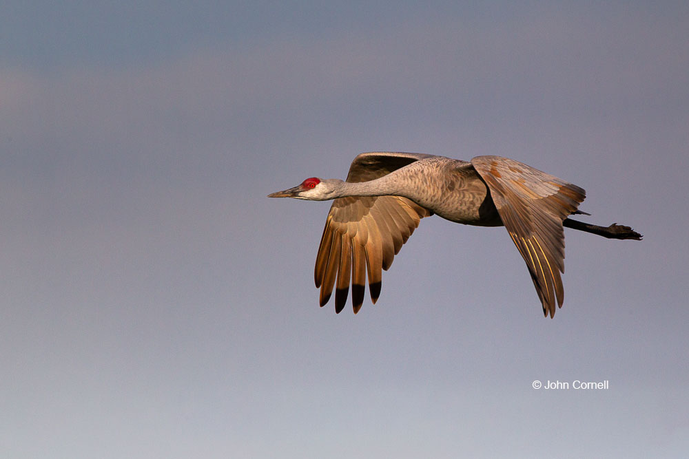 Crane;Flying Bird;Grus canadensis;One;Photography;Sandhill Crane;action;active;aloft;avifauna;behavior;bird;birds;color image;color photograph;feather;feathered;feathers;flight;fly;flying;in flight;motion;movement;natural;nature;one animal;outdoor;outdoors;soar;soaring;wild;wilderness;wildlife;wing;winged;wings